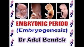 Embryonic Period Embryogenesis Dr Adel Bondok [upl. by Trautman265]