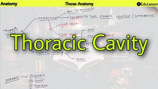 Thoracic Cavity  Mediastinum Pleura Lungs  Thoracic Anatomy [upl. by Kopaz]