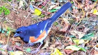 Eastern Towhee Male Territorial Calls [upl. by Schnabel394]