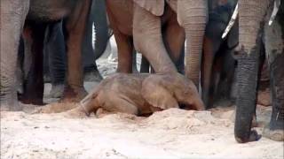 An elephant is born  Sheldrick Trust [upl. by Eneirda16]