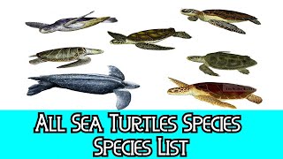 All Sea Turtles Species  Species List [upl. by Aneerbas898]