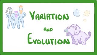 GCSE Biology  Variation and Evolution 68 [upl. by Llenna]