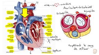 Le système cardiovasculaire [upl. by Nommad62]