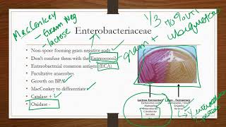 Enterobacteriaceae [upl. by Eissel]