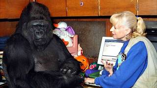 Gorilla That Can Talk Said Something Shocking About Humans – You Won’t Believe It [upl. by Tima]