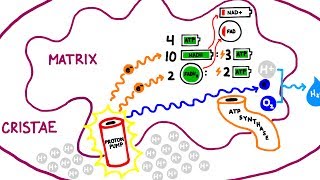 Aerobic Cellular Respiration the Krebs Cycle Electron Transport Chain [upl. by Nwahsuq]