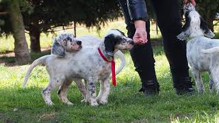 english setter puppies [upl. by Cavallaro]