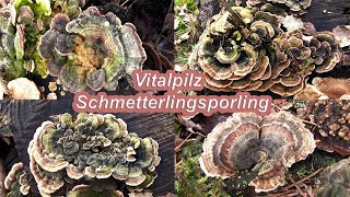 Vitalpilz Schmetterlingsporling [upl. by Ahtnammas170]