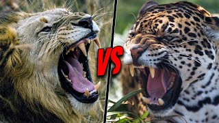 LION VS JAGUAR  Who Is The Real King [upl. by Tal]