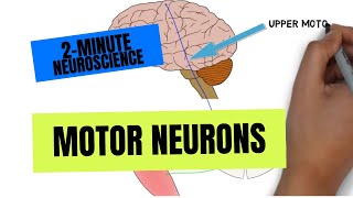 Somatic vs Autonomic Nervous System  Physiology [upl. by Mcnelly]