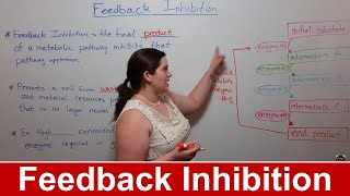 Feedback Inhibition [upl. by Merkley]