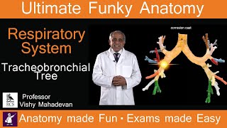 Respiratory System Anatomy  Tracheobronchial Tree Human Anatomy made Fun Exams made Easy [upl. by Siravat]