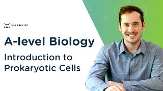 Introduction to Prokaryotic Cells  Alevel Biology  OCR AQA Edexcel [upl. by Verina]