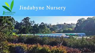 Jindabyne Nursery Monbulk Pruning Little Gem Magnolia Part Two [upl. by Inig]