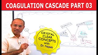 Coagulation Cascade  Part 312 [upl. by Per605]