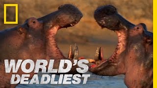 Hippo vs Hippo  Worlds Deadliest [upl. by Tito]