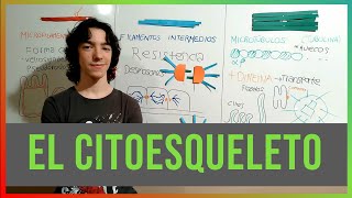 El Citoesqueleto [upl. by Eigram]