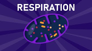 Aerobic and Anaerobic Respiration [upl. by Sheppard]