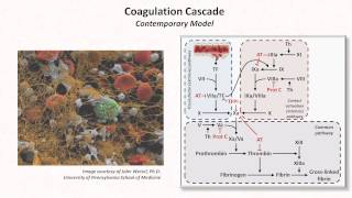 Hemostasis Lesson 3  Coagulation Cascade and Fibrinolysis [upl. by Enined]