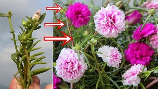 BEST Way to Grow Portulaca amp Purslane from Cuttings [upl. by Enoryt831]