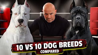 Dogo Argentino VS Cane Corso [upl. by Ayerim]