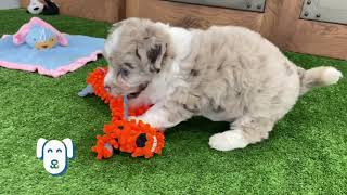 Miniature Aussiedoodle Puppies [upl. by Obadiah]