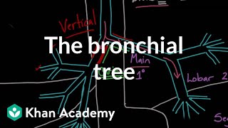 The bronchial tree  Advanced respiratory system physiology  Health amp Medicine  Khan Academy [upl. by Sitof420]