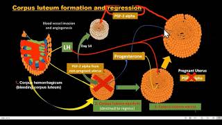 Using Lutetium177 Treatment For Prostate Cancer  Ask a Prostate Expert Mark Scholz MD [upl. by Constantina]