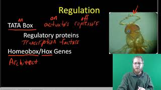 Prokaryotic and Eukaryotic Gene Regulation [upl. by Ailssa]