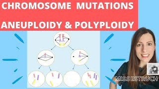 CHROMOSOME mutations  A level biology Nondisjunction in meiosis Aneuploidy amp polyploidy [upl. by Tamqrah]