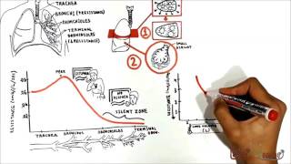 Airway resistance USMLE step 1 [upl. by Beck]