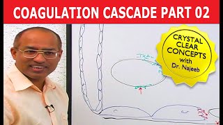 Coagulation Cascade  Part 212 [upl. by Eiuqcaj]