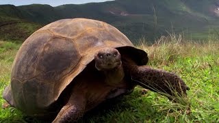 Charles Darwins Galapagos Discovery  Attenborough90  BBC Earth [upl. by Elberta]