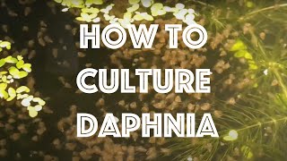 How To Culture Daphnia Magna [upl. by Brentt]