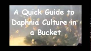 How to culture daphnia outside [upl. by Aharon]