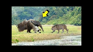 Best Fight Of The JAGUAR  Jaguar vs giant anteater cayman river otter [upl. by Bilak]