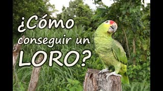 Como cuidar un LORO  ¿COMO CONSEGUIR UN LORO [upl. by Dionysus]