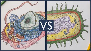 Prokaryotes vs Eukaryotes  Biology Tutorial [upl. by Verneuil]