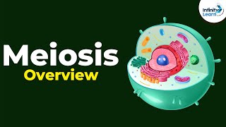 Overview of Meiosis  Dont Memorise [upl. by Skill]