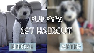 Mini Aussiedoodle First Grooming Experience  5 Month Puppy [upl. by Bone]