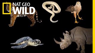 Meet Some of the Worlds Most Endangered Animals  Nat Geo Wild [upl. by Aneger890]