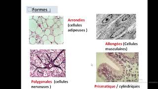 Cytologieبالعربية  1 Organisation generale de la cellule  Part 1 la cellule eucaryote [upl. by Airetas]