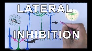 Concept of Lateral Inhibition  Neural Coding [upl. by Euqinwahs]