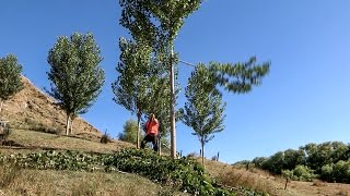 HighPruning Poplars [upl. by Leahcar]