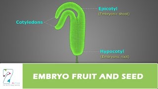 EMBRYO FRUIT AND SEED [upl. by Yerahcaz617]