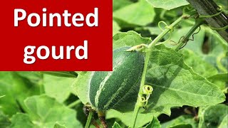 How to grow Pointed gourd Trichosanthes dioica  in brief [upl. by Nehgam]