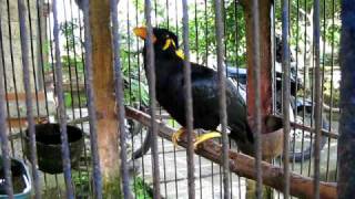 Amazing Talking Myna Bird [upl. by Pretrice]