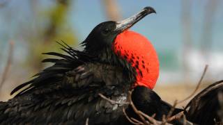 Voices Magnificent Frigatebird [upl. by Alliuqat597]