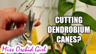 Cutting Dendrobium Orchid canes  When amp how [upl. by Giffer]