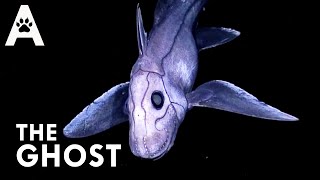 Chimaera The Deep Sea Phantom [upl. by Assennav]